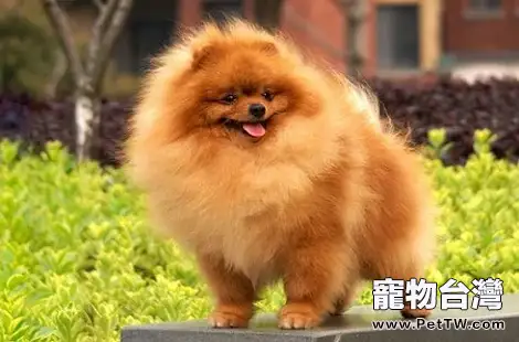 為什麼博美 犬（松鼠狗）體臭這麼嚴重？