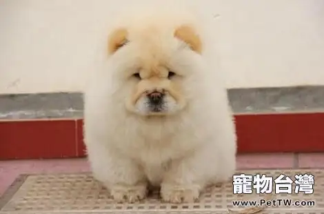 松獅犬各個年齡階段可以吃什麼?(共3張圖片)-寵物台灣