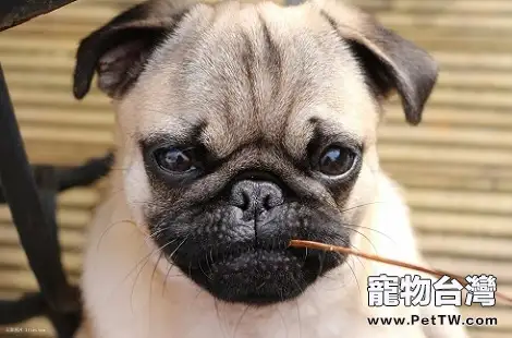 巴哥犬挑食，不吃狗糧怎麼辦？ 