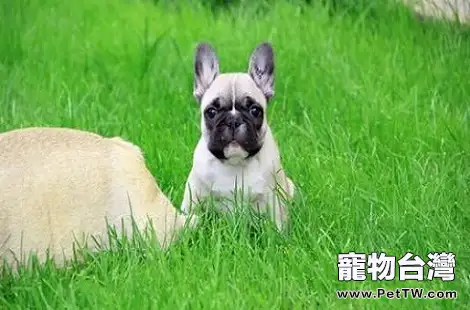 法斗犬嚴重掉毛要怎麼解決？