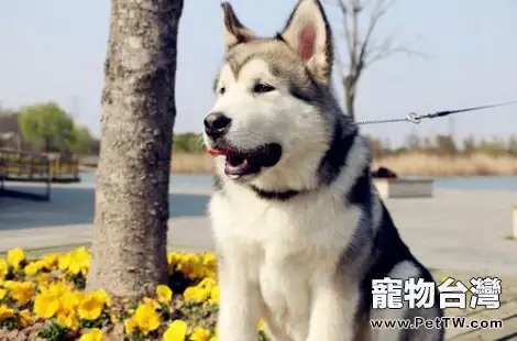 阿拉斯加在家裡隨地大小便怎麼辦？