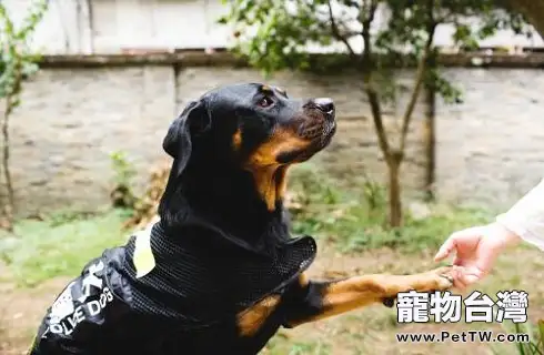 狗狗腸胃炎能吃益生菌嗎？