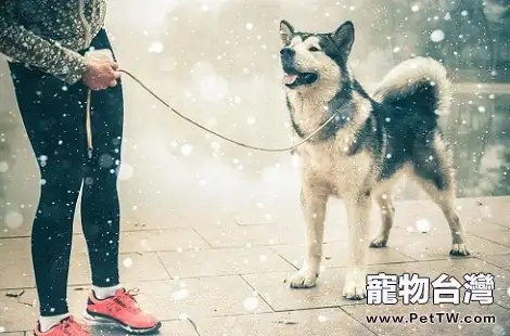 公的阿拉斯加雪橇犬絕育好嗎？