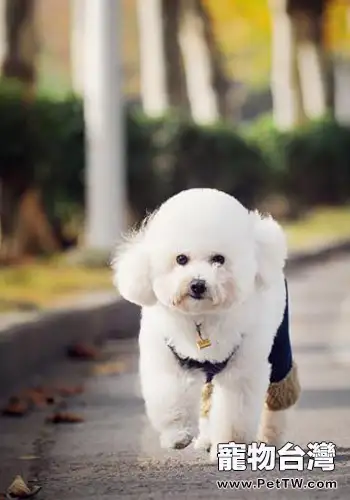 關於貴賓犬褪色的問題