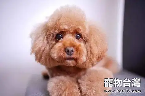 泰迪犬缺鈣會有什麼情況？