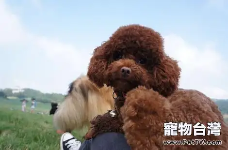 泰迪犬缺鈣會有什麼情況？