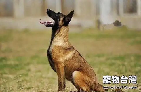 狗狗受傷了可以自己舔傷口嗎？