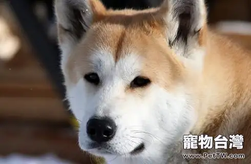 秋田犬眼睛上有紅色的淚痕是正常的嗎？