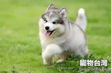 阿拉斯加幼犬可以洗澡嗎？