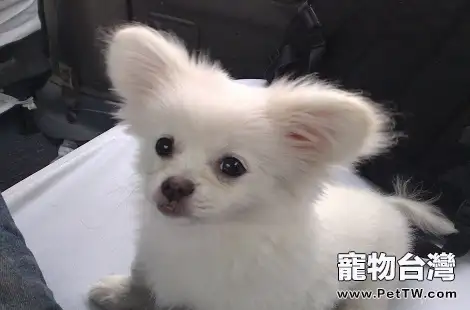 什麼樣的蝴蝶犬才算是純種的？