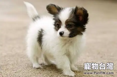 什麼樣的蝴蝶犬才算是純種的？