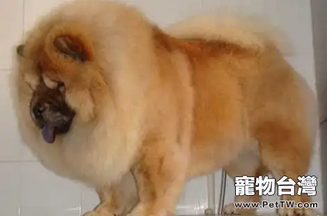 松獅犬的毛髮可以修剪造型嗎？
