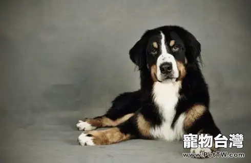 狗狗吃太飽會不會有什麼危害？（共3張圖片）-寵物台灣