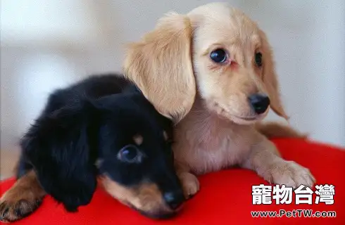 狗狗吃太飽會不會有什麼危害? 狗狗吃太飽會不會有什麼危害?