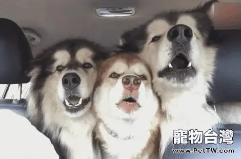 阿拉斯加雪橇犬聰明嗎？智商怎麼樣？（共3張圖片）-寵物台灣