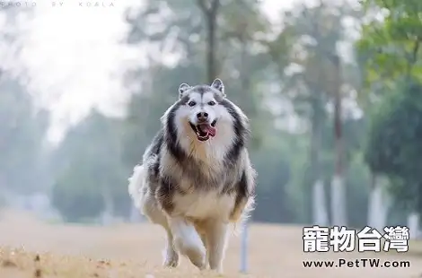 阿拉斯加雪橇犬聰明嗎？智商怎麼樣？