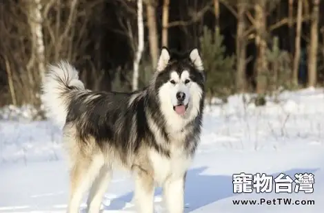 阿拉斯加雪橇犬聰明嗎？智商怎麼樣？