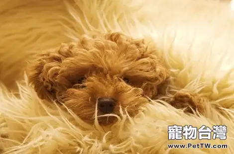 貴賓犬拉稀需要怎麼調理？