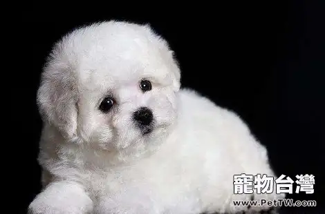 比熊 犬(卷毛比雄犬)產後要注意哪些事情?(共3張圖片)-寵物台灣
