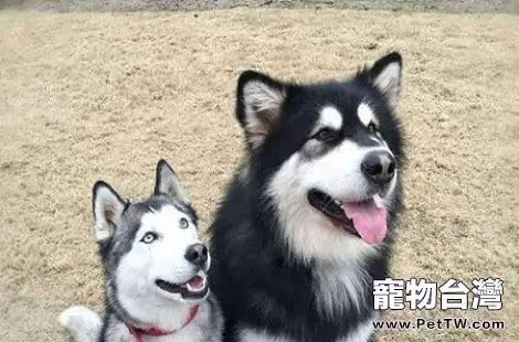 阿拉斯加和二哈是一個品種嗎?(共3張圖片)-寵物台灣