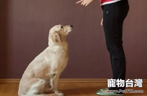 狗狗積食怎麼進行調節?(共3張圖片)-寵物台灣