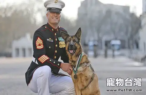 狗狗太瘦可以吃營養膏增肥嗎？