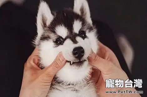 哈士奇每頓要吃多少食物合適？（共3張圖片）-寵物台灣