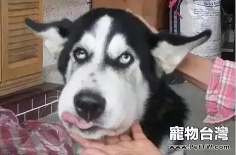 哈士奇每頓要吃多少食物合適? 哈士奇每頓要吃多少食物合適?