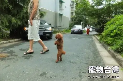 怎麼能訓練貴賓犬站立行走？