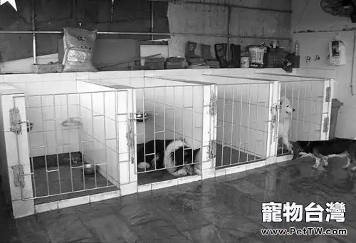 假期狗狗醫院寄養的利弊分析（1圖）-寵物台灣