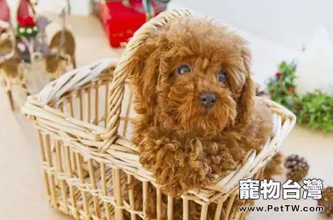 泰迪犬怎樣能健康成長？日常需要注意什麼？