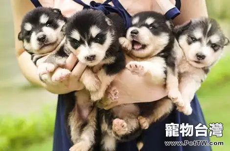 阿拉斯加上火的症狀都有哪些？