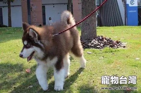 阿拉斯加上火的症狀都有哪些？