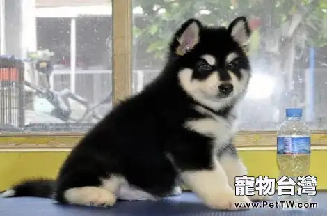 阿拉斯加上火的症狀都有哪些？（共3張圖片）-寵物台灣