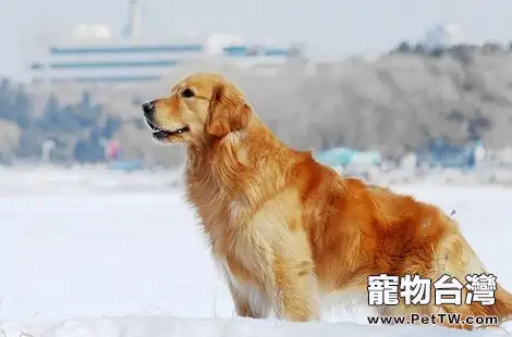 黃金獵犬拉稀喂土黴素是可以的嗎？