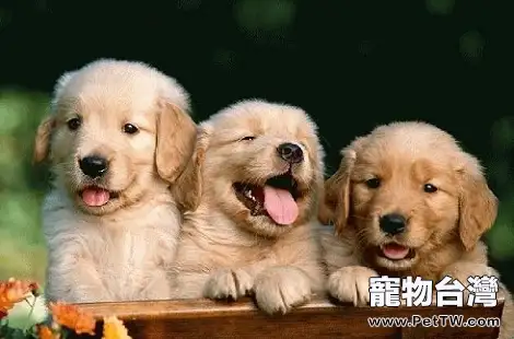 黃金獵犬拉稀喂土黴素是可以的嗎?(共3張圖片)-寵物台灣