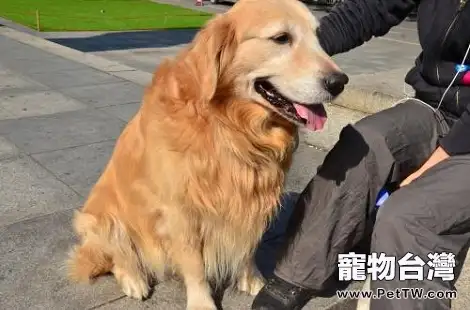 黃金獵犬睡醒了走路瘸是什麼情況？