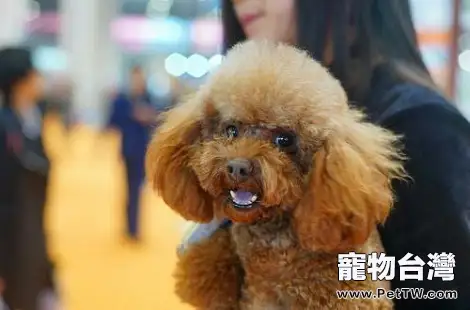 打疫苗之前能給泰迪犬洗澡嗎？