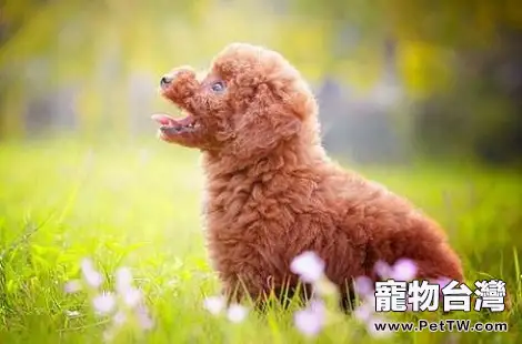 打疫苗之前能給泰迪犬洗澡嗎？