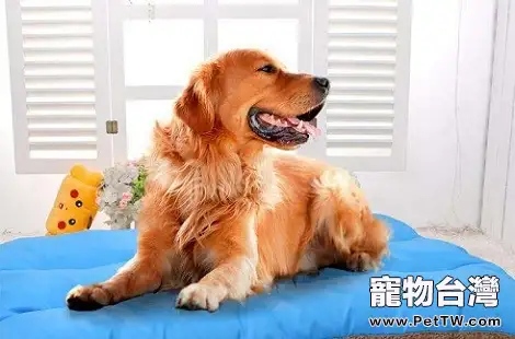 黃金獵犬能活多久？能陪伴我們多久？