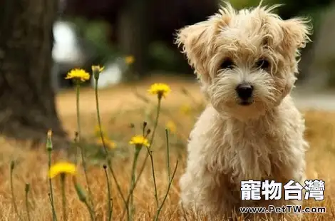 泰迪犬吃什麼狗糧比較好,該怎麼選擇?(共3張圖片)-寵物台灣