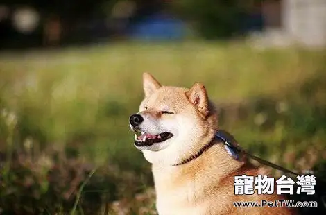 柴犬的智商高嗎？是不是很聰明？