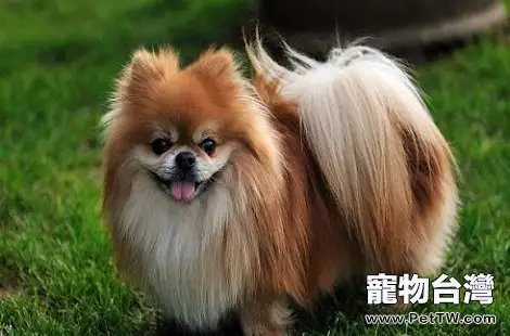 博美 犬（松鼠狗）飼養起來難嗎？會咬人嗎？