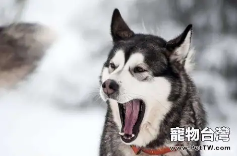 原來訓練哈士奇也可以這麼簡單？