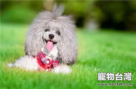 貴賓犬剃毛需要注意哪些方面？