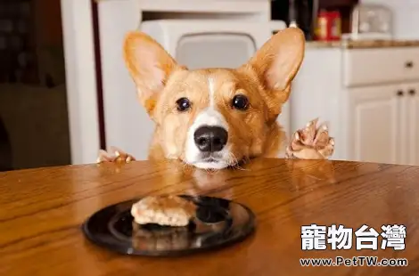柯基犬挑食不吃狗糧怎麼辦？