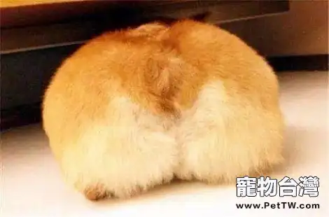 柯基犬挑食不吃狗糧怎麼辦?(共3張圖片)-寵物台灣