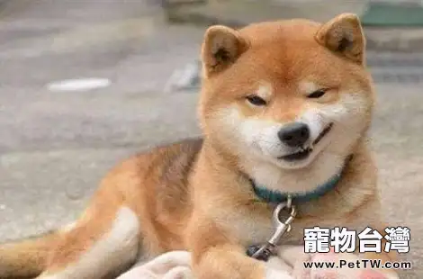 柴犬多大才能教會它笑？柴犬微笑是開心嗎？