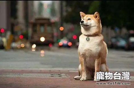 為什麼我家的柴犬不會笑？