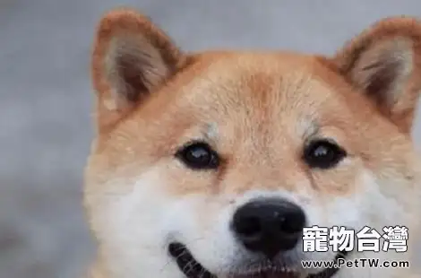 柴犬尾巴下垂代表了什麼？